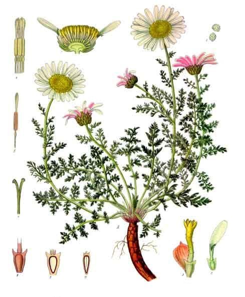 Akarkra Anacyclus pyrethrum Roots