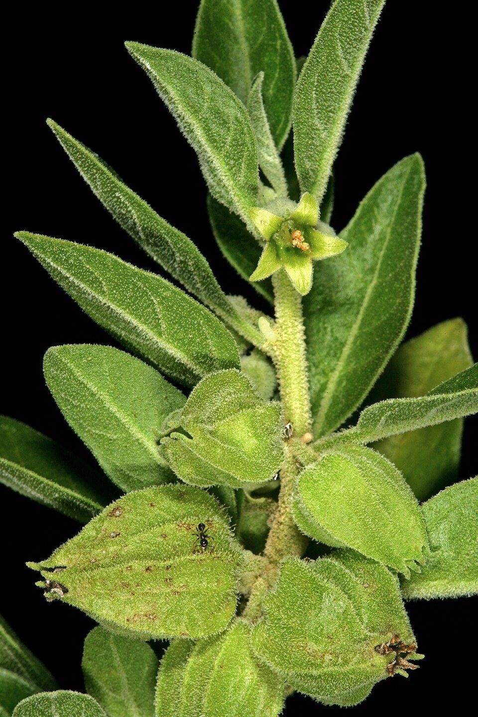 Ashwagandha Nagori Roots