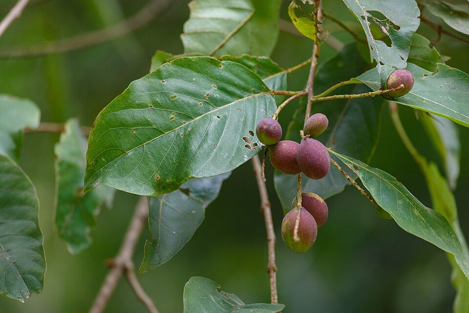 Harad Terminalia chebula Haritaki