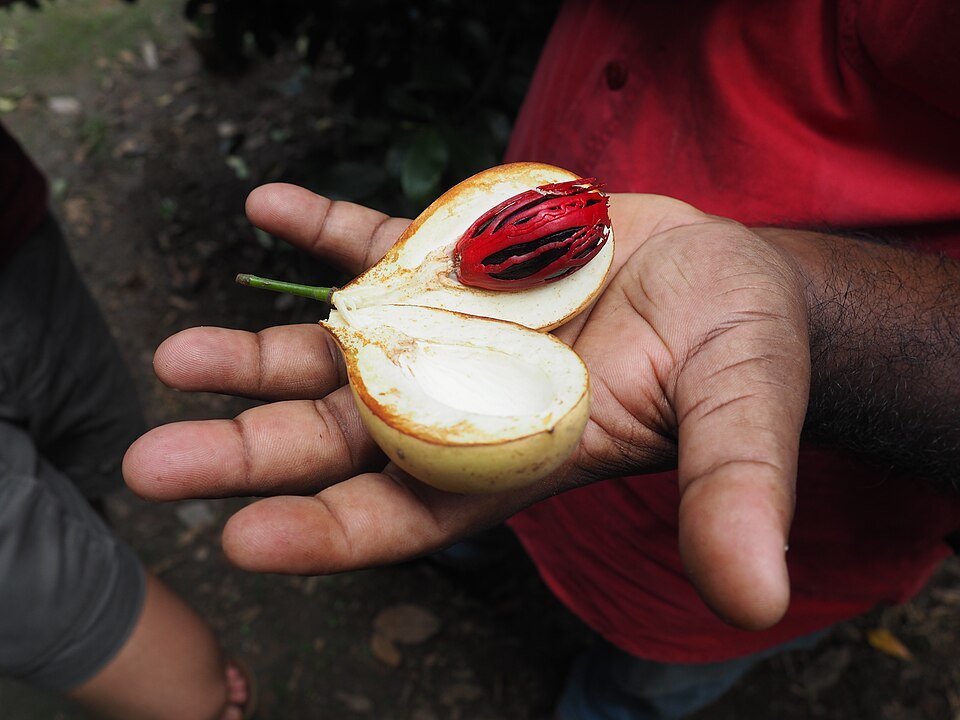 Jaifal Nutmeg and Javitri Mace