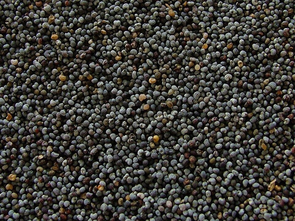 Wight Posta Poppy Seeds Khus Khus