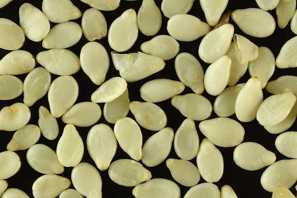 Wight Til White Sesame Seeds
