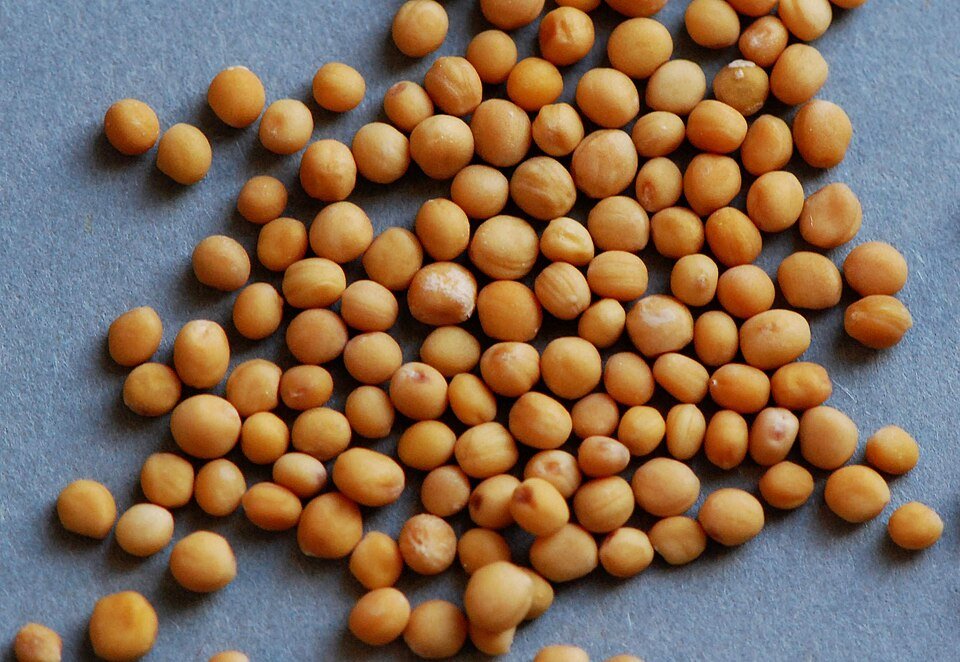 Yellow Mustard Peeli Sarson